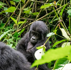 Baby gorilla in Uganda