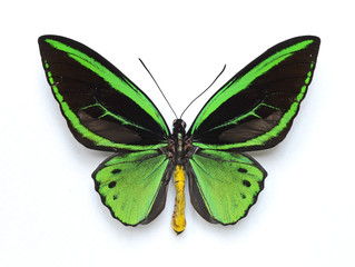 Plakat Beautiful butterfly