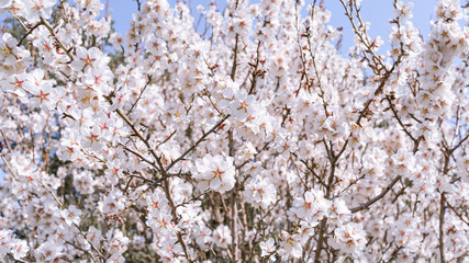 Almendro en flor. Fondo floral.