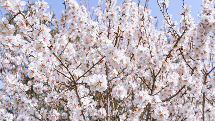 Almendro en flor. Fondo floral.