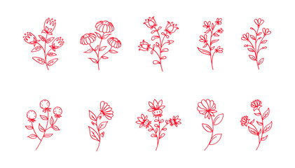 Vector flowers line art, pink flowers isolated, floral decoration