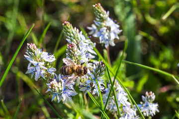 A honey bee collects nectar from the blue Veronica teucrium flowers, speedwell, aerial view, and gypsum. Medicinal and honey plants in Europe.