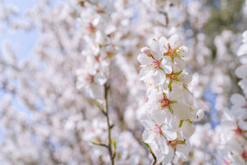 Flores de almendro macro blancas y rosas con flores de fondo blur.