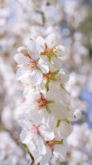 Flores de almendro macro blancas y rosas con flores de fondo blur.
