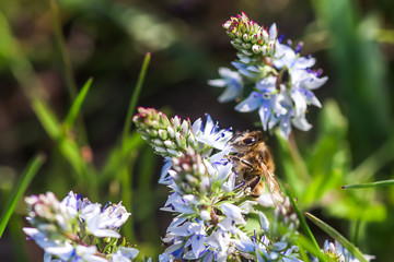 A honey bee collects nectar from the blue Veronica teucrium flowers, speedwell, aerial view, and gypsum. Medicinal and honey plants in Europe.