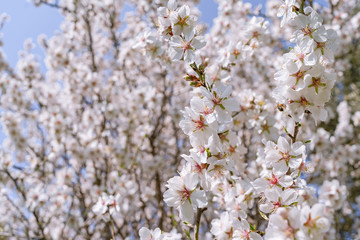 Ramas de almendro con flores blancas y rosas