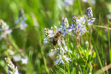A honey bee collects nectar from the blue Veronica teucrium flowers, speedwell, aerial view, and gypsum. Medicinal and honey plants in Europe.
