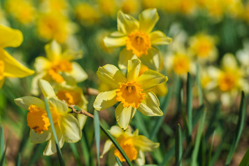 Obraz premium fresh beautiful yellow daffodils in the flower garden. spring flowers.