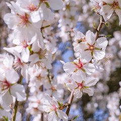 Fototapeta na wymiar Ramas de almendro con flores blancas y rosas