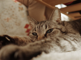 キジトラ猫の寝顔