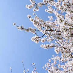 Ramas de almendro en flor con cielo azul de fondo.