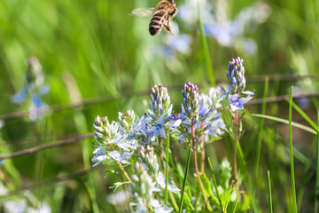 A honey bee collects nectar from the blue Veronica teucrium flowers, speedwell, aerial view, and...