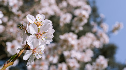Flores de almendro macro blancas y rosas con flores de fondo blur.