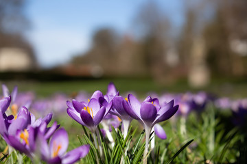 Close up of violet saffron crocus in spring