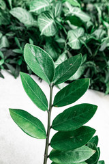 tropical leaf texture green leaves Background, foliage nature