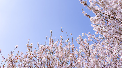 Ramas de almendro en flor con cielo azul de fondo.