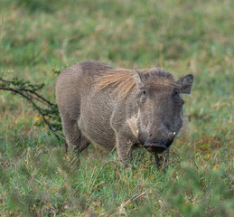 Pumba in Kenya