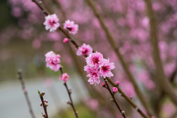 pink flowers in garden