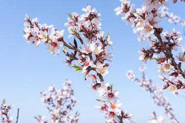 Obraz premium Rama de almendro en flor con cielo azul de fondo