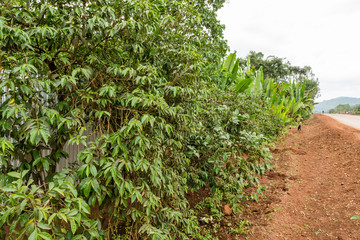 Fototapeta na wymiar Coffee plants in Ethiopia