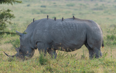rhinoceros in the wild in Kenya