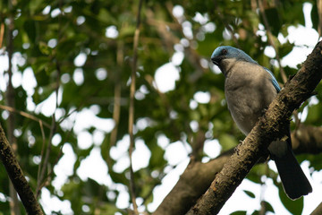 Hermoso pájaro azul encontrado en parque ecológico de México. Se le conoce como Chara pechigris.