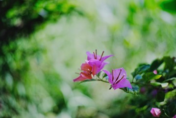 flower in the garden