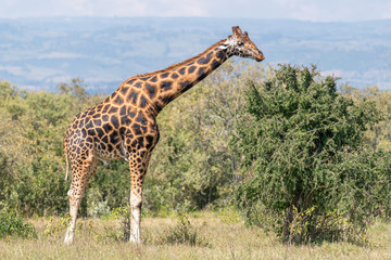 giraffe in africa