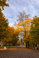 Naklejka premium Park in the autumn.
