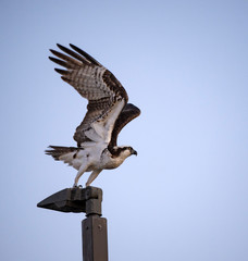Osprey Taking Off From Street Light