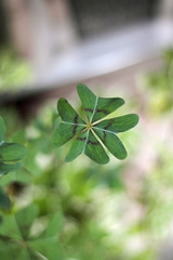 trevo de quatro folhas