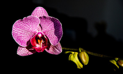 Orchidea Viola