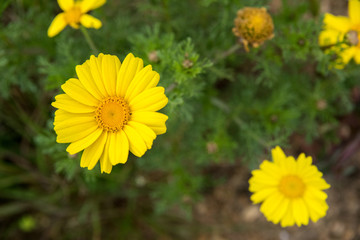 Natural Chrysantemum yellow flower