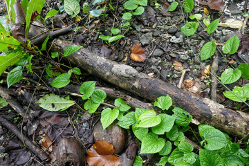 Solomone Islands – Young Nightjar at Tetepare Island in perfect mimicry