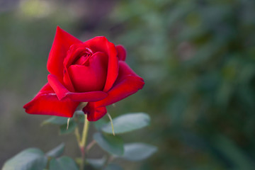 Red rose on a against the blurred background of green leaves in the garden