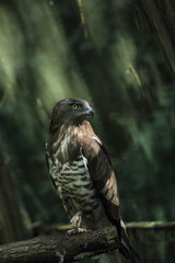 falcão
