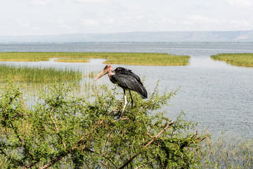 Marabou Stork