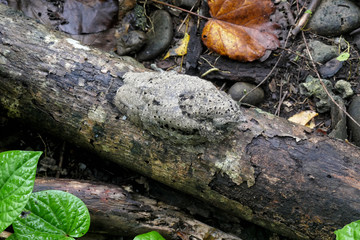 Solomone Islands – Young Nightjar at Tetepare Island in perfect mimicry