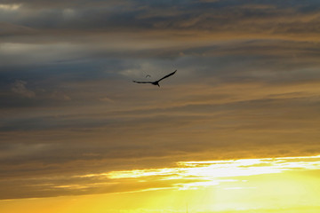 Pelicans Flying into the Sunset