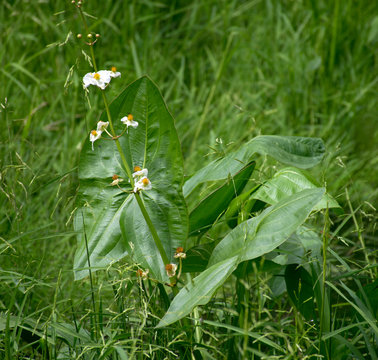 Breitblättriges Pfeilkraut (Sagittaria latifolia)