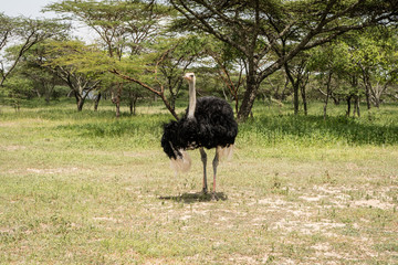Ethiopian Ostrich