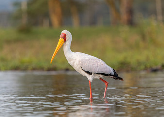 Stork in the water