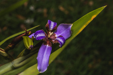 flowers in the garden 20