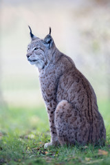 Luchs