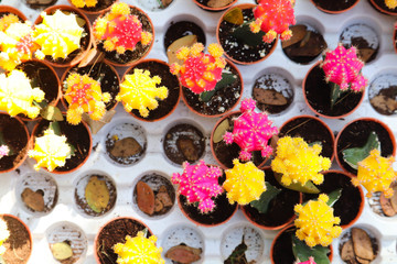Blooming Colorful Flowers On Top Of Small Mini Cactus Plant For Home Gardening In Spring Season