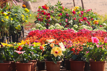 Fototapeta na wymiar Evergreen Blooming Bright Colorful Flowers In Spring Season For Terrace Garden Or Modern Home Gardening