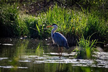 airone cenerino a caccia nello stagno