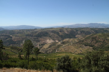 Douro Vinhateiro