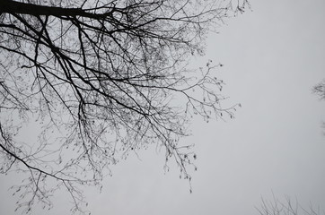 Baum Silhouetten