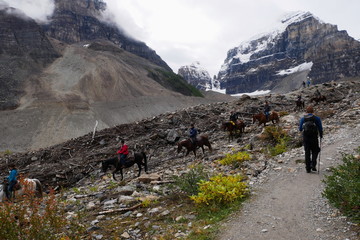 Lake Louise Horses
